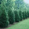 Arborvitae Green Giant Thuja Plicata Live Plant - 2.5 inch Pot, 6-12" Tall - Image 1