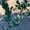 Arctostaphylos Bakeri 'Louise Edmunds' Manzanita Live Plant 1 Gallon Pot - Image 1