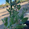 Arctostaphylos 'Howard McMinn' Manzanita Live Shrub - 1 Gallon Pot, 1 ft Tall - Image 1