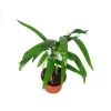 Areca Palm Live Plant (Golden Cane Palm) - 3 inch Pot Indoor - Image 1