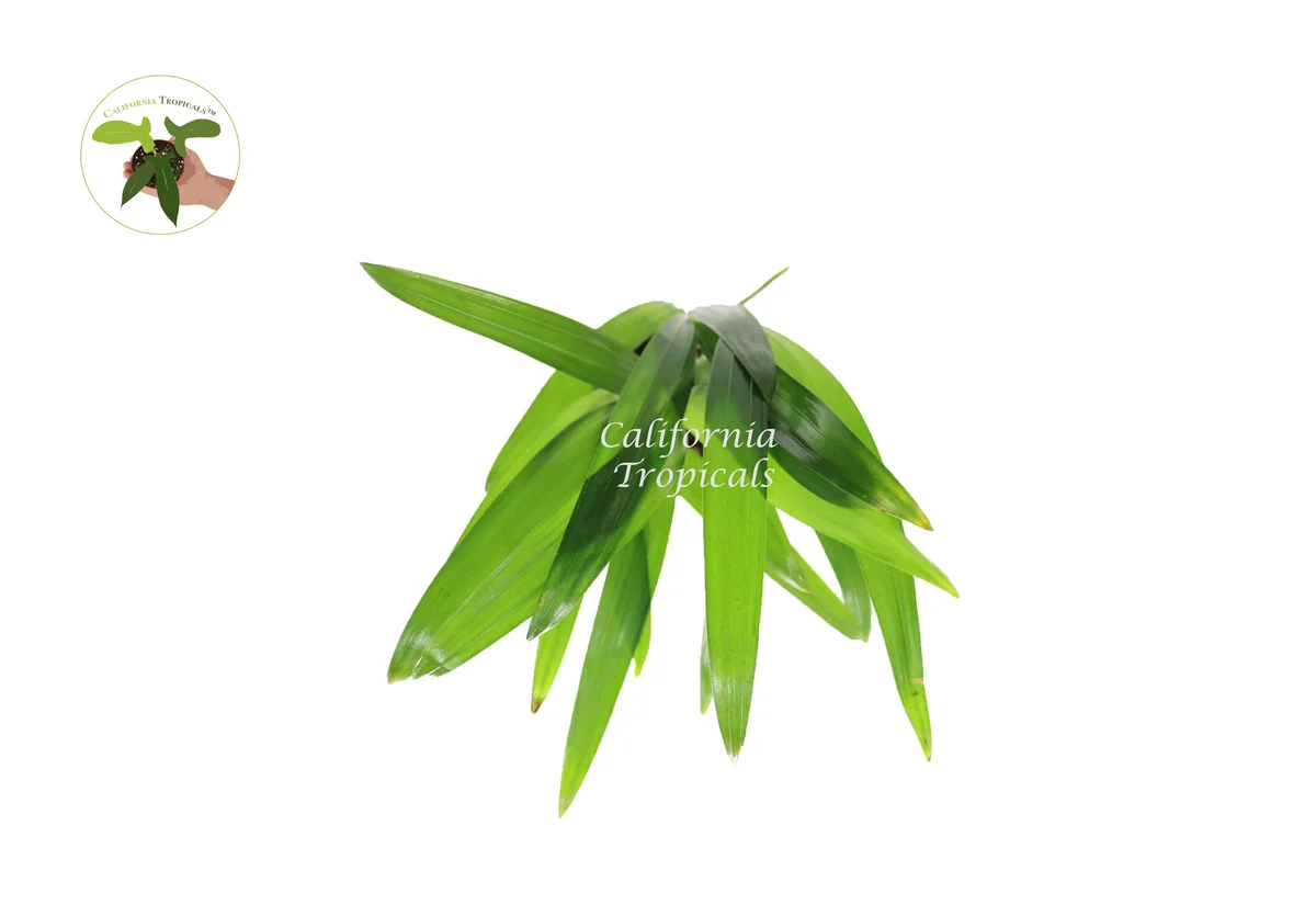 Areca Palm Live Plant (Golden Cane Palm) - 3 inch Pot Indoor - Image 2