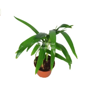 Areca Palm Live Plant (Golden Cane Palm) - 3 inch Pot Indoor - Image 1