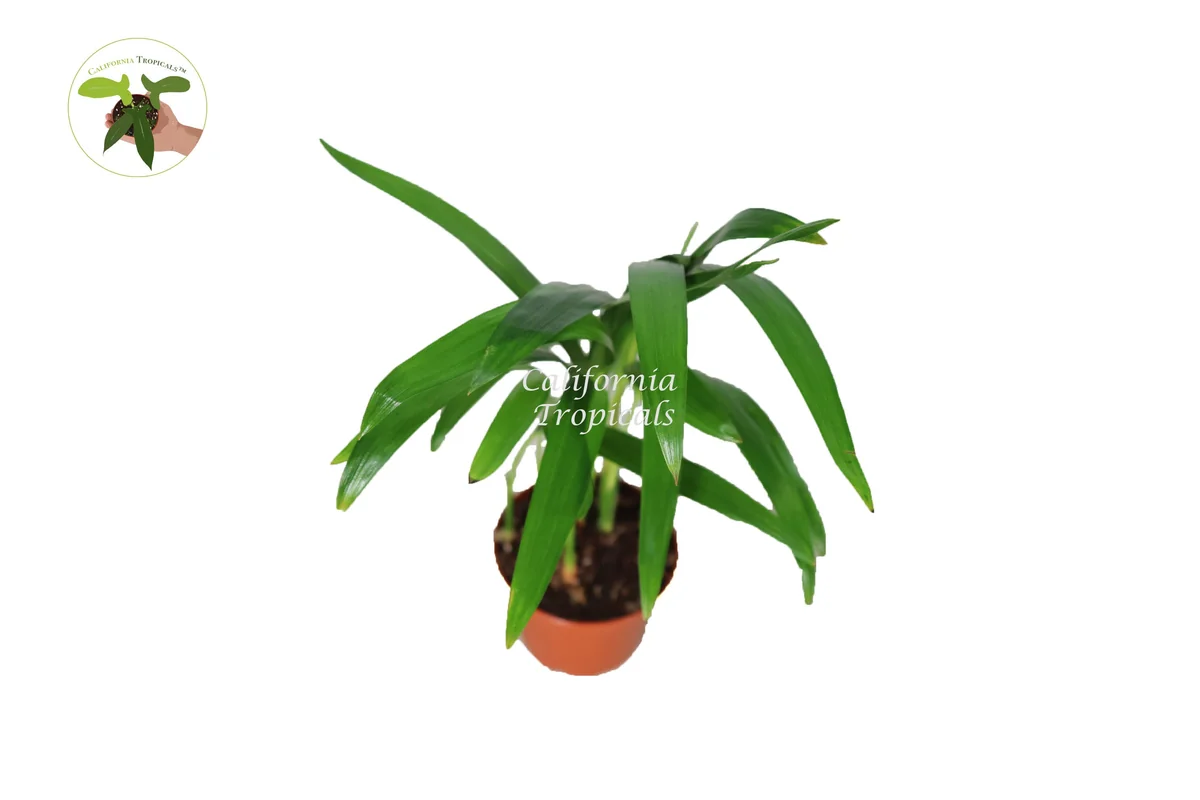 Areca Palm Live Plant (Golden Cane Palm) - 3 inch Pot Indoor - Image 1
