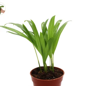 Areca Palm Live Plant - Golden Cane Palm - 4 inch Pot - Indoor Decor - Image 2