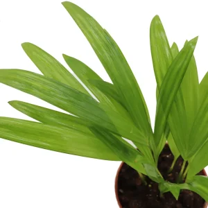 Areca Palm Live Plant - Golden Cane Palm - 4 inch Pot - Indoor Decor - Image 3