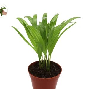 Areca Palm Live Plant - Golden Cane Palm - 4 inch Pot - Indoor Decor - Image 1