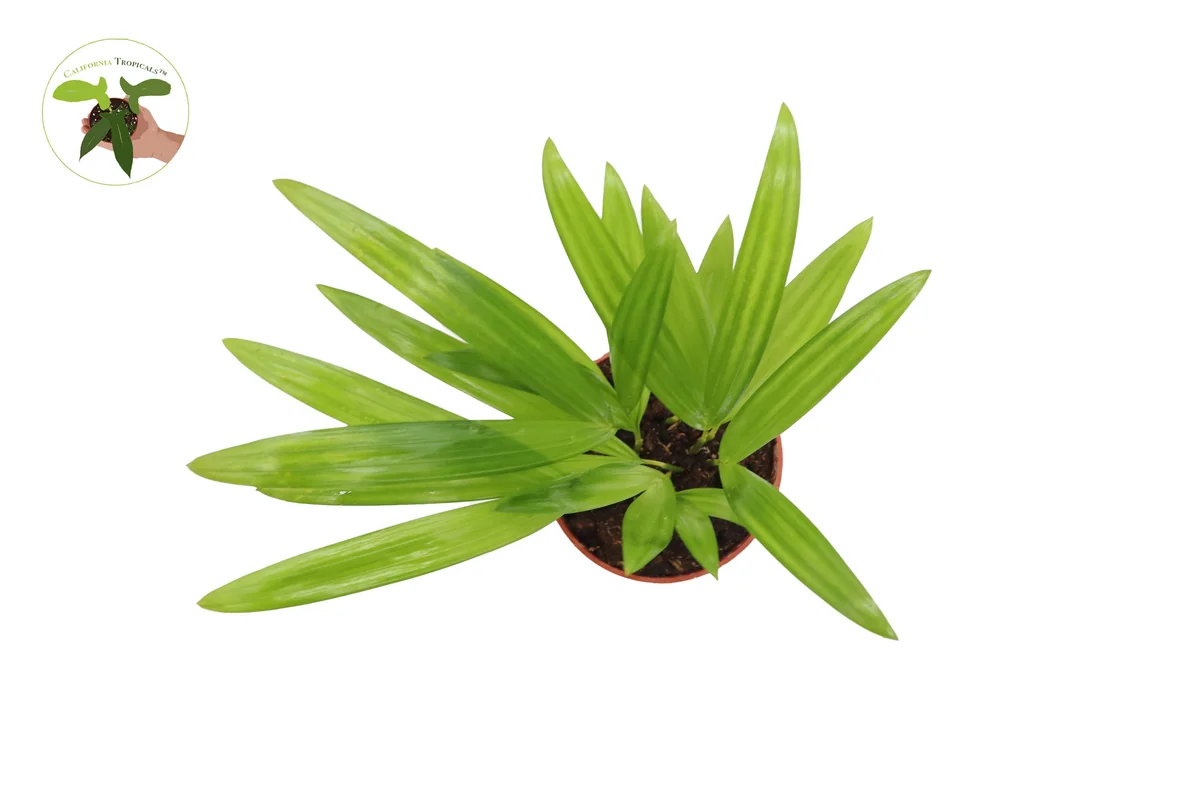 Areca Palm Live Plant - Golden Cane Palm - 4 inch Pot - Indoor Decor - Image 4