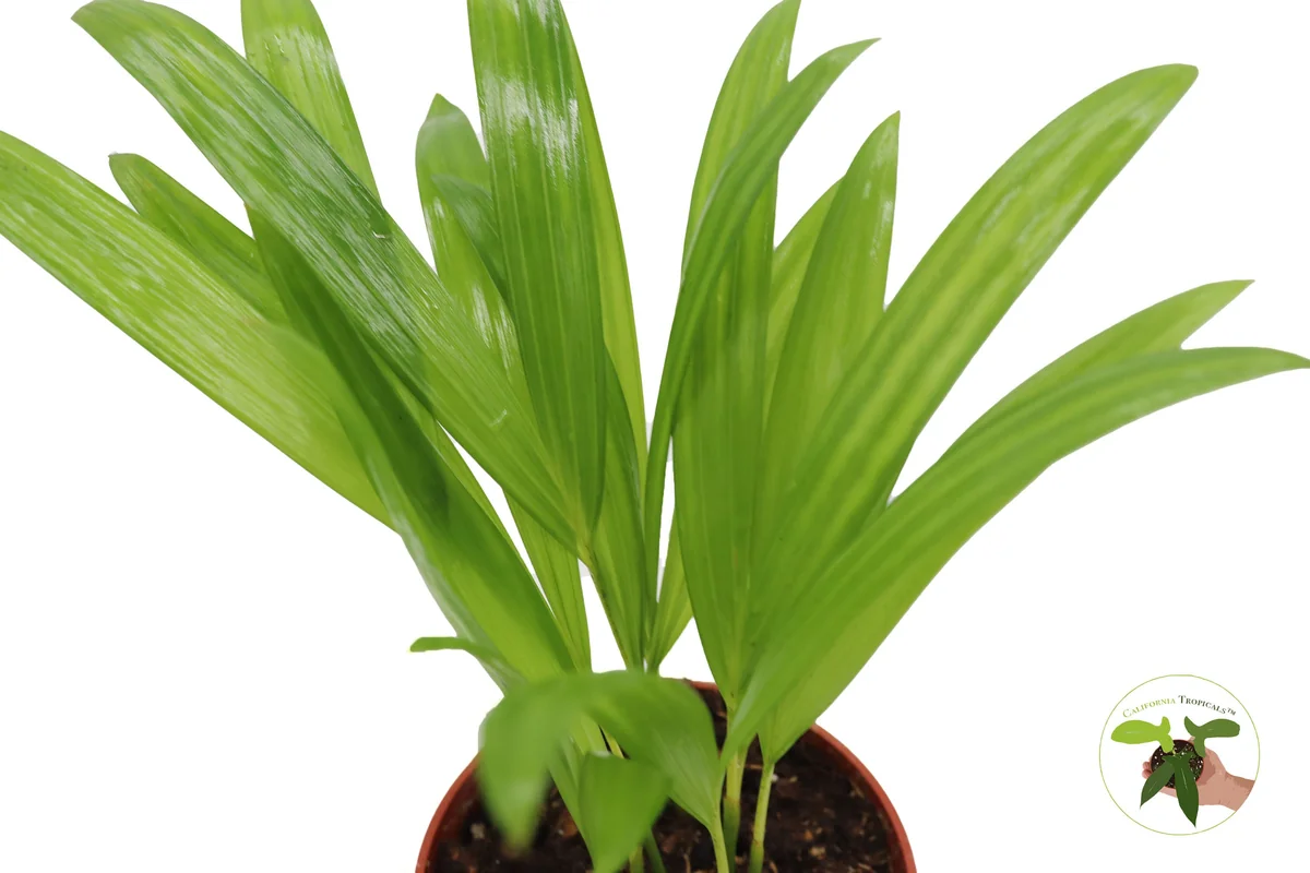 Areca Palm Live Plant - Golden Cane Palm - 4 inch Pot - Indoor Decor - Image 5