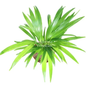 Areca Palm Live Plant – Golden Cane Palm – 6 Inch Pot – Indoor - Image 2