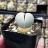 Argyroderma Testiculare Succulent Live Plant – 2 inch pot – Indoor - Image 1