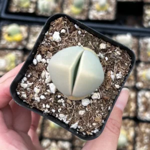 Argyroderma Testiculare Succulent Live Plant – 2 inch pot – Indoor - Image 3