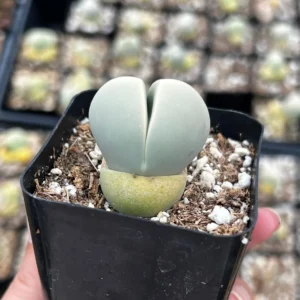 Argyroderma Testiculare Succulent Live Plant – 2 inch pot – Indoor - Image 6