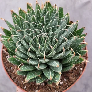 Aristaloe 'Lace Aloe' Succulent Plant - Live Potted Houseplant Indoor/Outdoor - Image 2