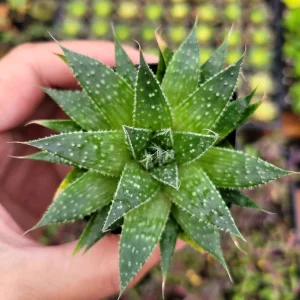 Aristaloe 'Lace Aloe' Succulent Plant - Live Potted Houseplant Indoor/Outdoor - Image 6