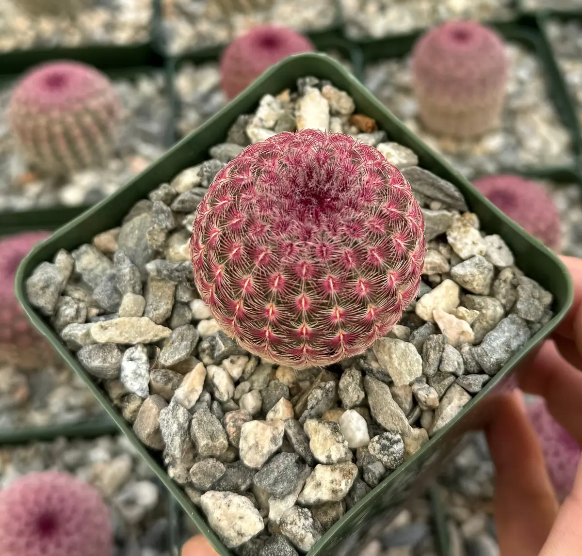 Arizona Rainbow Cactus Live Plant - Echinocereus Rigidissimus - Colorful Pink Cactus in 2-6 inch pot - Image 10