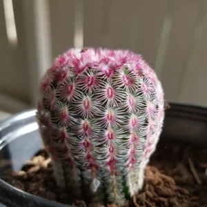 Arizona Rainbow Cactus Live Plant - Echinocereus Rigidissimus - Colorful Pink Cactus in 2-6 inch pot - Image 1