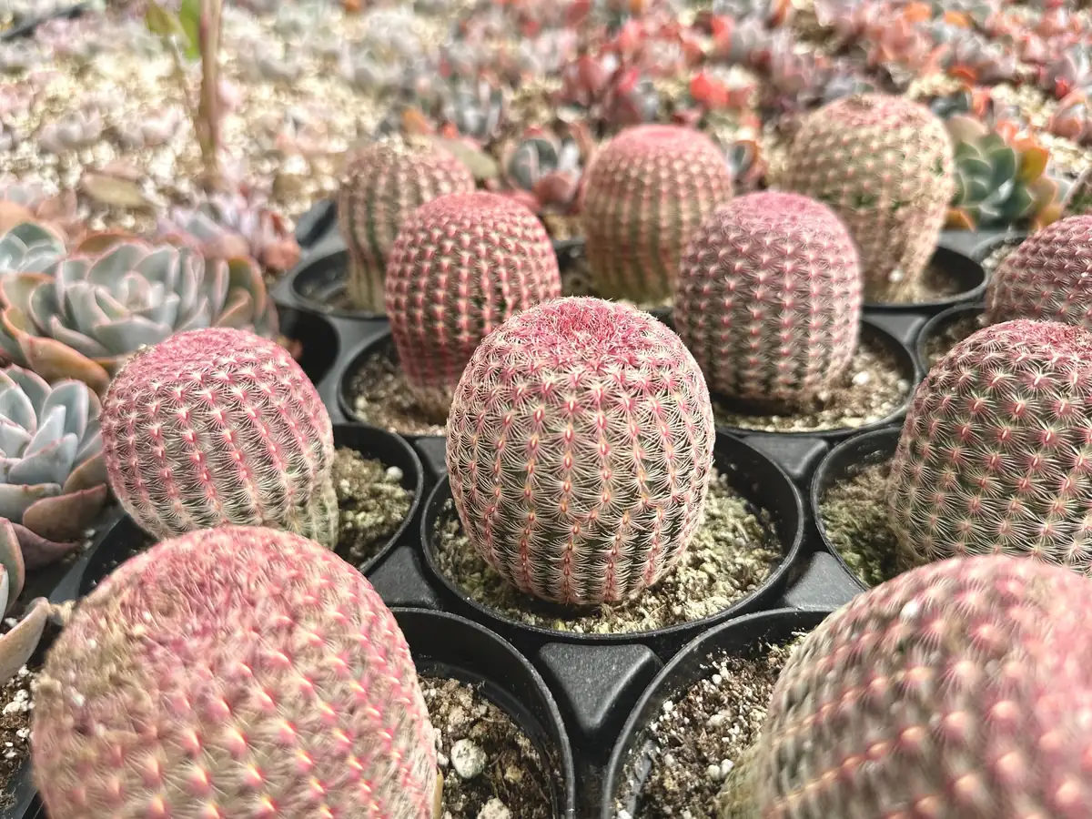 Arizona Rainbow Cactus Live Plant - Echinocereus Rigidissimus - Colorful Pink Cactus in 2-6 inch pot - Image 4