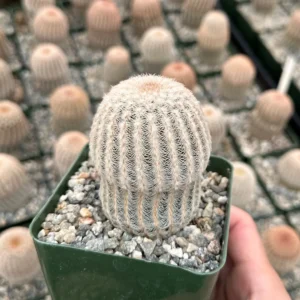 Arizona Rainbow Cactus Live Plant - Echinocereus Rigidissimus - Colorful Pink Cactus in 2-6 inch pot - Image 6