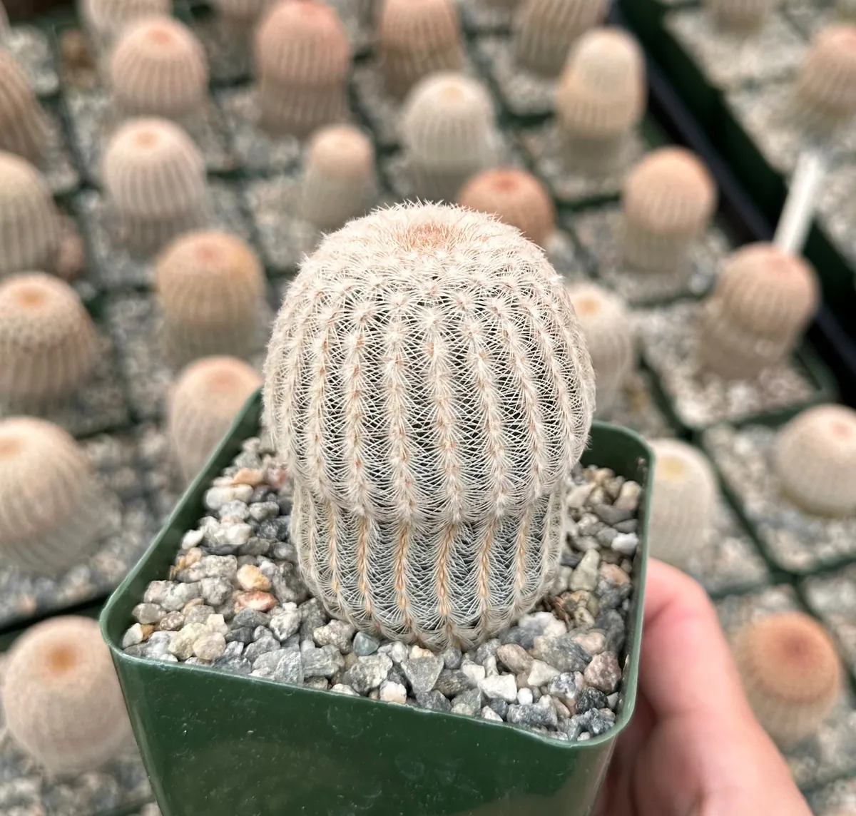 Arizona Rainbow Cactus Live Plant - Echinocereus Rigidissimus - Colorful Pink Cactus in 2-6 inch pot - Image 6