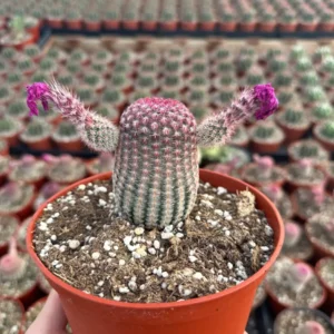 Arizona Rainbow Cactus Live Plant - Echinocereus Rigidissimus - Colorful Pink Cactus in 2-6 inch pot - Image 7