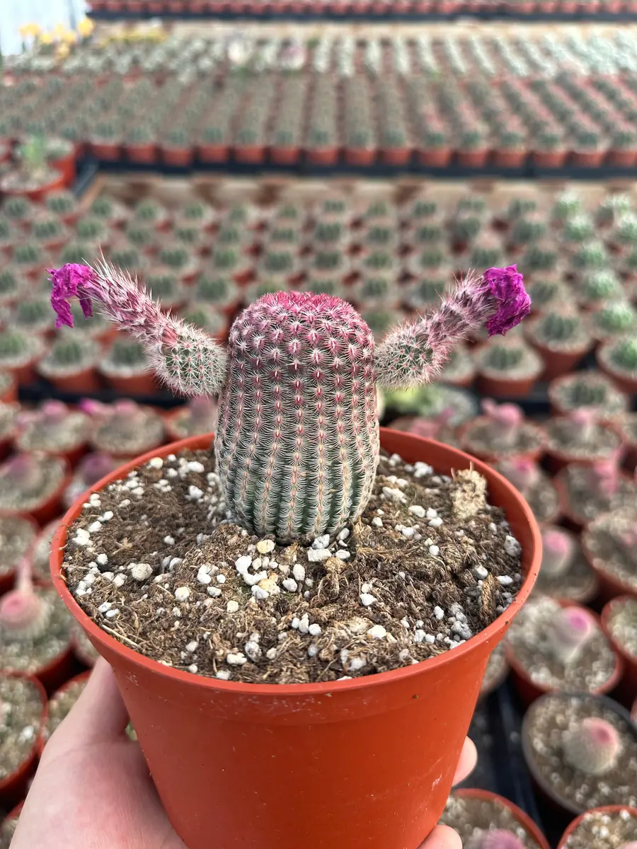 Arizona Rainbow Cactus Live Plant - Echinocereus Rigidissimus - Colorful Pink Cactus in 2-6 inch pot - Image 7