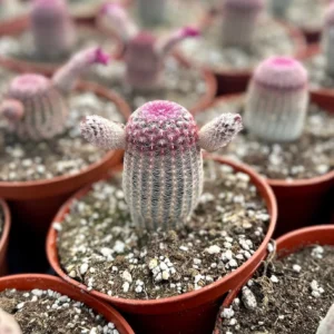 Arizona Rainbow Cactus Live Plant - Echinocereus Rigidissimus - Colorful Pink Cactus in 2-6 inch pot - Image 8