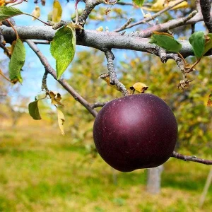 Arkansas Black Apple Grafted Fruit Tree Bare-root - Crisp, Dark Red Apples for Home Orchards - Image 2