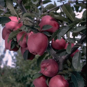 Arkansas Black Apple Grafted Fruit Tree Bare-root - Crisp, Dark Red Apples for Home Orchards - Image 1