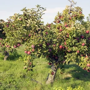 Arkansas Black Apple Grafted Fruit Tree Bare-root - Crisp, Dark Red Apples for Home Orchards - Image 4