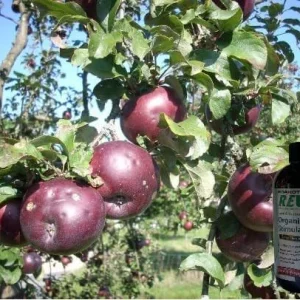 Arkansas Black Apple Tree Bare Root - 2-3 ft Tall - Heirloom Fruit Tree for Home Orchards - Image 1