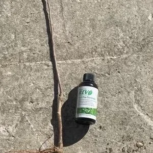 Arkansas Black Apple Tree Bare Root - 2-3 ft Tall - Heirloom Fruit Tree for Home Orchards - Image 3