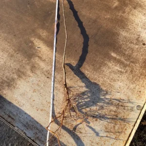 Arkansas Black Apple Tree Bare Root – 2-3 ft Tall – Heirloom Fruit Tree – Outdoor - Image 4