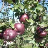 Arkansas Black Apple Tree - Live Bare Root Plant - 6-12" Tall - Cold Hardy - Image 1