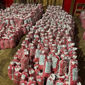 Arkansas Black Apple Tree - Live Bare Root Plant - 6-12