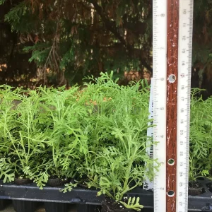 Aromatic Lavender Live Plant Plugs - Well Rooted Starter Plants - Image 10