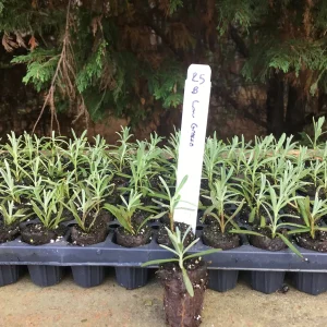 Aromatic Lavender Live Plant Plugs - Well Rooted Starter Plants - Image 3