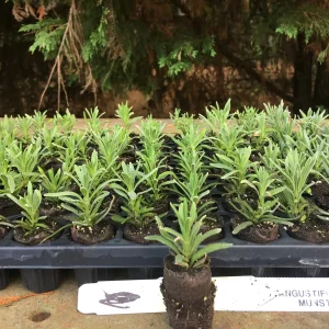 Aromatic Lavender Live Plant Plugs - Well Rooted Starter Plants - Image 4