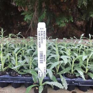 Aromatic Lavender Live Plant Plugs - Well Rooted Starter Plants - Image 5