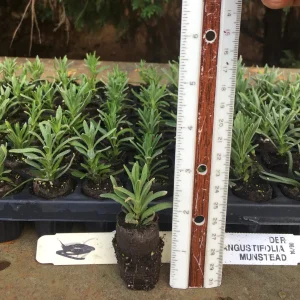 Aromatic Lavender Live Plant Plugs - Well Rooted Starter Plants - Image 7