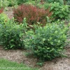 Aronia Black Chokeberry Cuttings - Set of 12 Unrooted Shrubs for Planting Outdoor - Image 1