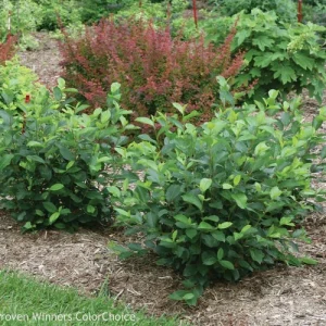 Aronia Black Chokeberry Cuttings - Set of 12 Unrooted Shrubs for Planting Outdoor - Image 1