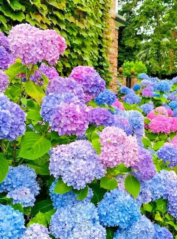 Arriba Reblooming Hydrangea Macrophylla Seeds - Fresh Harvested for Vibrant Blooms - Image 1