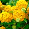 Arriba Reblooming Hydrangea Seeds - Macrophylla Flower Seeds for Garden - Image 1