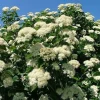 Arrowwood Viburnum Bare Root Plant - Native Shrub 2-Pack - Outdoor Garden - Image 1