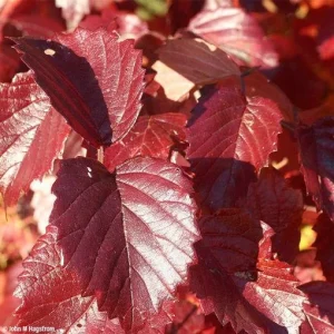 Arrowwood Viburnum Bare Root Plant - Native Shrub 2-Pack - Outdoor Garden - Image 3