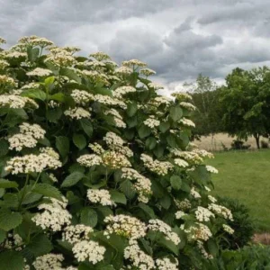 Arrowwood Viburnum Dentatum Live Plant – 4 inch Pot – Outdoor Shrub - Image 3