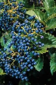 Arrowwood Viburnum Dentatum Live Plant – 4 inch Pot – Outdoor Shrub - Image 1