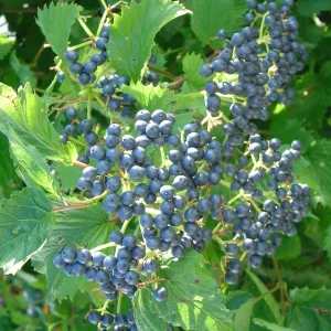 Arrowwood Viburnum Live Shrub Plant - 8-12+ Inches Tall - Set of 2 Outdoor Bushes - Image 3