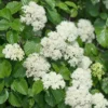 Arrowwood Viburnum Live Shrub - Viburnum dentatum, 1qt Pot, 10-18" Tall, Outdoor - Image 1
