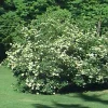 Arrowwood Viburnum Shrub Live Plant 8-12+ Inches Tall - Outdoor Flowering Bush - Image 1